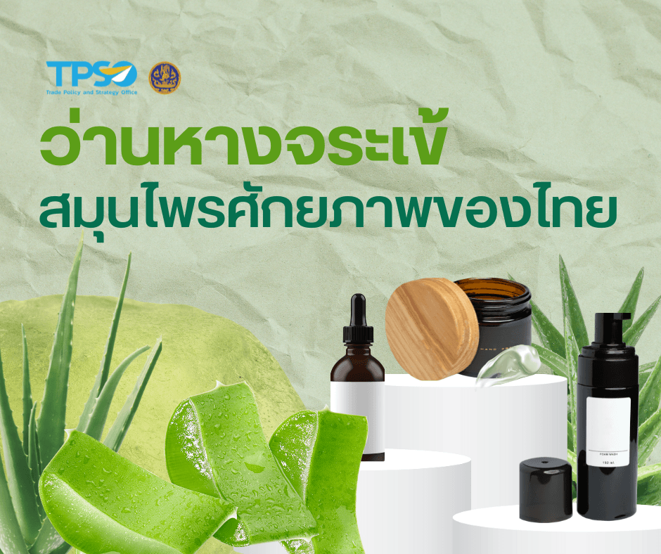 <p style="text-align:justify">ดาวน์โหลดข้อมูลฉบับเต็ม :&nbsp;<a href="https://uploads.tpso.go.th/ข่าว ว่านหางจระเข้ PDF_4.pdf" target="_blank">ข่าว ว่านหางจระเข้ PDF_4.pdf</a></p>

<p style="text-align:justify"><span style="font-size:17.0pt">&nbsp; &nbsp; นายพูนพงษ์ นัยนาภากรณ์ ผู้อำนวยการสำนักงานนโยบายและยุทธศาสตร์การค้า (สนค.) กระทรวงพาณิชย์ เปิดเผยว่า สนค. ได้ศึกษาข้อมูลสมุนไพรว่านหางจระเข้ ซึ่งเป็นสมุนไพรที่มีสรรพคุณมากมาย เป็นที่ยอมรับและมีการใช้อย่างแพร่หลายทั่วโลก ถือเป็นจุดแข็งและมีโอกาสในการพัฒนาไปได้อีกไกล <span style="background-color:white"><span style="color:black">นอกจากนี้ คณะกรรมการนโยบายสมุนไพรแห่งชาติ ได้กำหนดให้ว่านหางจระเข้อยู่ในกลุ่มสมุนไพรที่มีศักยภาพในการผลักดันให้เป็น</span></span></span><span style="font-size:17.0pt"><span style="background-color:white"><span style="color:black"> Herbal Champion หรือสมุนไพรที่มีศักยภาพทางเศรษฐกิจสูงของไทย</span></span></span></p>

<p style="text-align:justify">&nbsp;</p>
