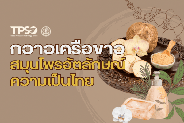 <p><strong>ดาวน์โหลดข้อมูลฉบับเต็ม:&nbsp;</strong><a href="https://uploads.tpso.go.th/2566-11-17 ข่าว กวาวเครือขาว.pdf" target="_blank">2566-11-17 ข่าว กวาวเครือขาว.pdf</a></p>

<p>&nbsp; &nbsp; &nbsp; &nbsp; &nbsp;&nbsp;นายพูนพงษ์&nbsp;นัยนาภากรณ์ ผู้อำนวยการสำนักงานนโยบายและยุทธศาสตร์การค้า (สนค.) กระทรวงพาณิชย์ เปิดเผยว่า สนค.&nbsp;ในฐานะอนุกรรมการส่งเสริมภาพลักษณ์และการตลาดสมุนไพร&nbsp;ได้ศึกษาข้อมูลสมุนไพรกวาวเครือขาว&nbsp;(Pueraria&nbsp;Mirifica)&nbsp;ซึ่งเป็นสมุนไพรพื้นเมืองของไทยและประเทศในภูมิภาคเอเชียตะวันออกเฉียงใต้&nbsp;มีคุณประโยชน์ต่อร่างกายหลายประการ กวาวเครือขาวถูกใช้เป็นยาแผนไทยมาเป็นเวลานาน&nbsp;ซึ่งคณะกรรมการนโยบายสมุนไพรแห่งชาติ ได้กำหนดให้กวาวเครือขาวอยู่ในกลุ่มสมุนไพรที่มีศักยภาพในการผลักดันให้เป็น&nbsp;Herbal Champion&nbsp;หรือสมุนไพรที่มีศักยภาพทางเศรษฐกิจสูงของไทย</p>
